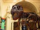 T-rex Sue in het Field museum.